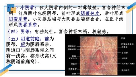 女生殖器